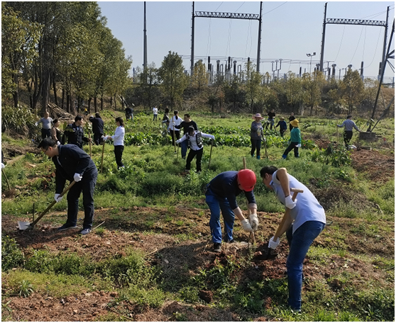 水电米兰官方站网页版在线登入开展义务植树活动